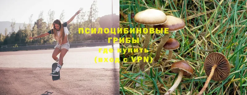 Галлюциногенные грибы Psilocybe  Киров 